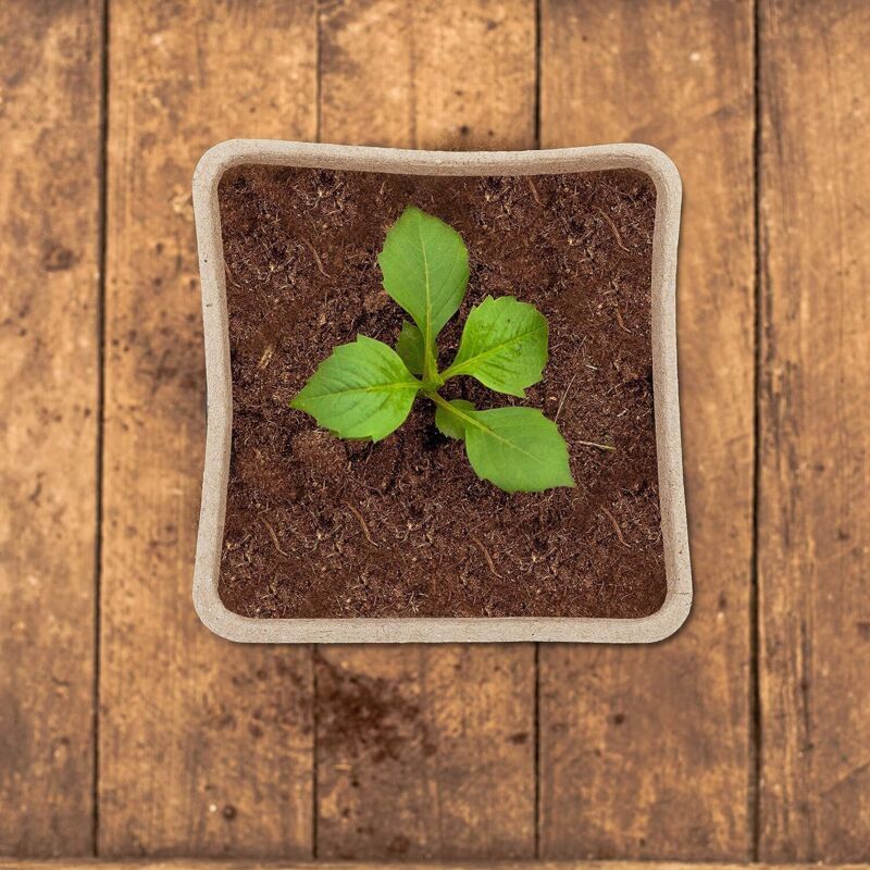 120 Pieces Biodegradable Seedling Pots, Biodegradable Pots, Biodegradable Seedling Pots for Seedlings, for Seedling Herbs, Flowers, Vegetables