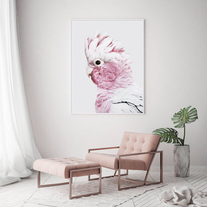 Wall Art 80cmx120cm Pink Galah White Frame Canvas