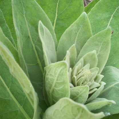Orku 400g Organic Mullein Leaf - Dried Herbal Botanical Verbascum Thapsis