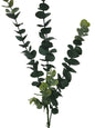 5 Pack - Long Eucalyptus Stem 77 cm